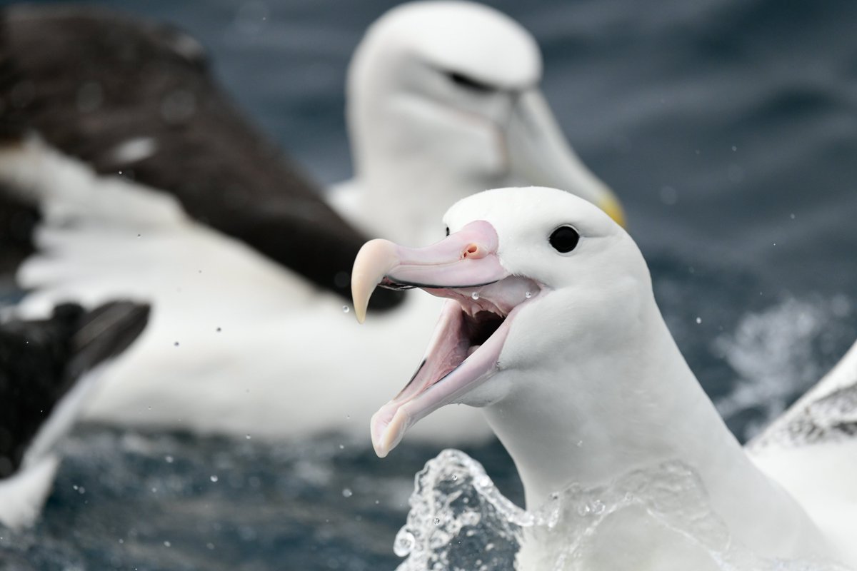 Seabirding ~ Kate Sutherland tweet media