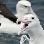 Photo by Seabirding ~ Kate Sutherland (@Seabirding)