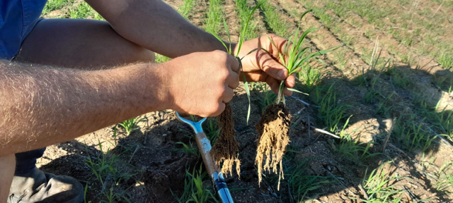 #Wilchem #Biotics helping late starters get established with robust root system early in WA. Not too late to apply as a spray up to three leaf, compatible with sprays so no stand alone application. #Recruit #Bioteam