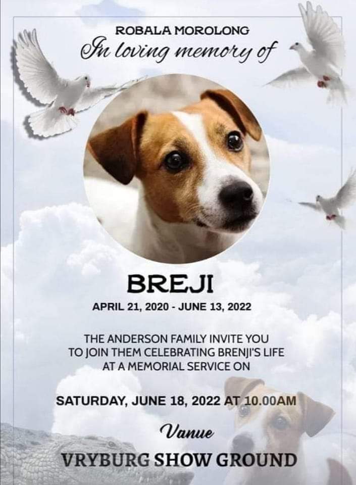 Zweli_Thixo's tweet photo. This month two years ago we buried our beloved Breji. Hope you are still resting in peace, Morolong 🙏🏿. https://t.co/oBQ7O3yPdC