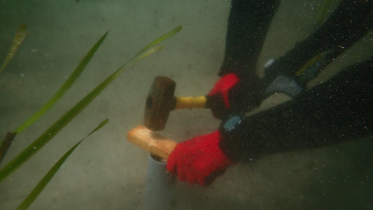 筑波大学下田臨海実験センター　公式アカウント tweet media