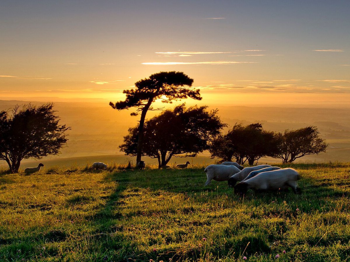 Truleigh Hill looking truly delightful. 

If out and about with your dogs, please remember to keep them on the lead when near livestock. 

Thank you 🙏 

📷 Brian Spicer 

#SouthDowns #TakeTheLead