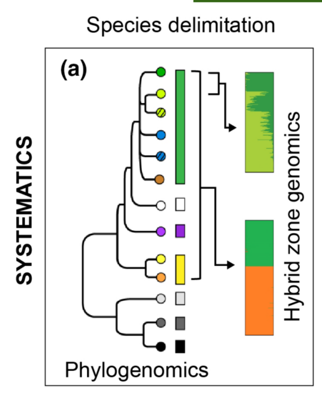 JamesAl0410008's tweet image. "Substantially divergent but admixing phylogeographical lineages can conveniently be named as subspecies, thus avoiding taxonomic oversplitting and taxonomic inflation."

researchgate.net/publication/37…