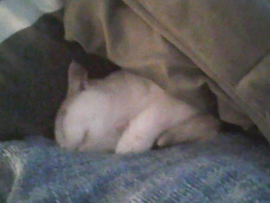 aliencatmir's tweet photo. i ame tucked in https://t.co/vcSF4ka455