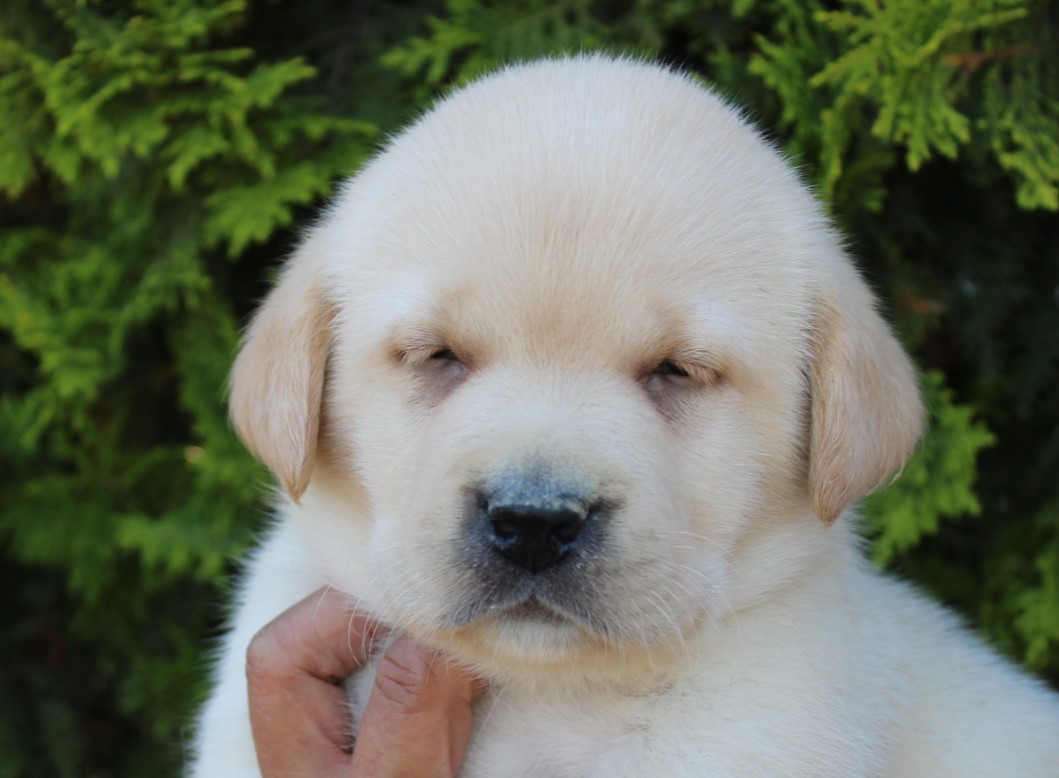 elstrespinsbalsareny
Camada de Labrador Retriever.
Nascuda el 12 de maig de 2024.

disponibles.