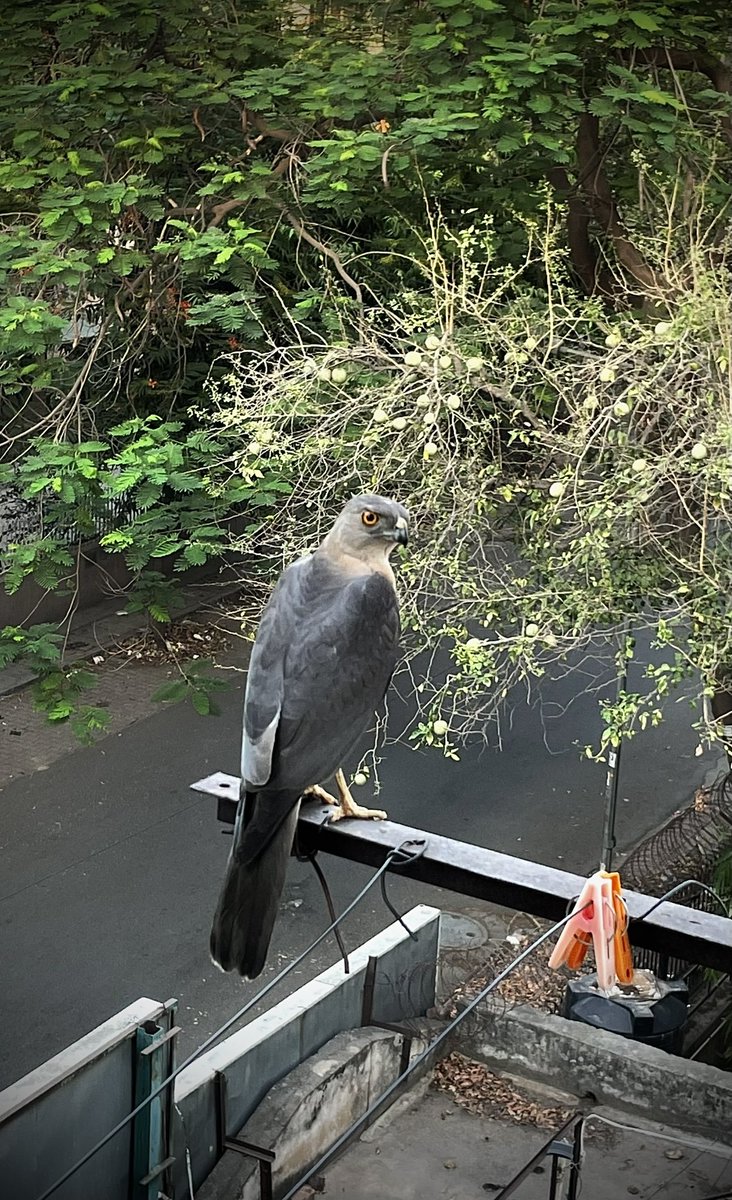 manavpanwar's tweet image. Ye kaunsi bird hai?