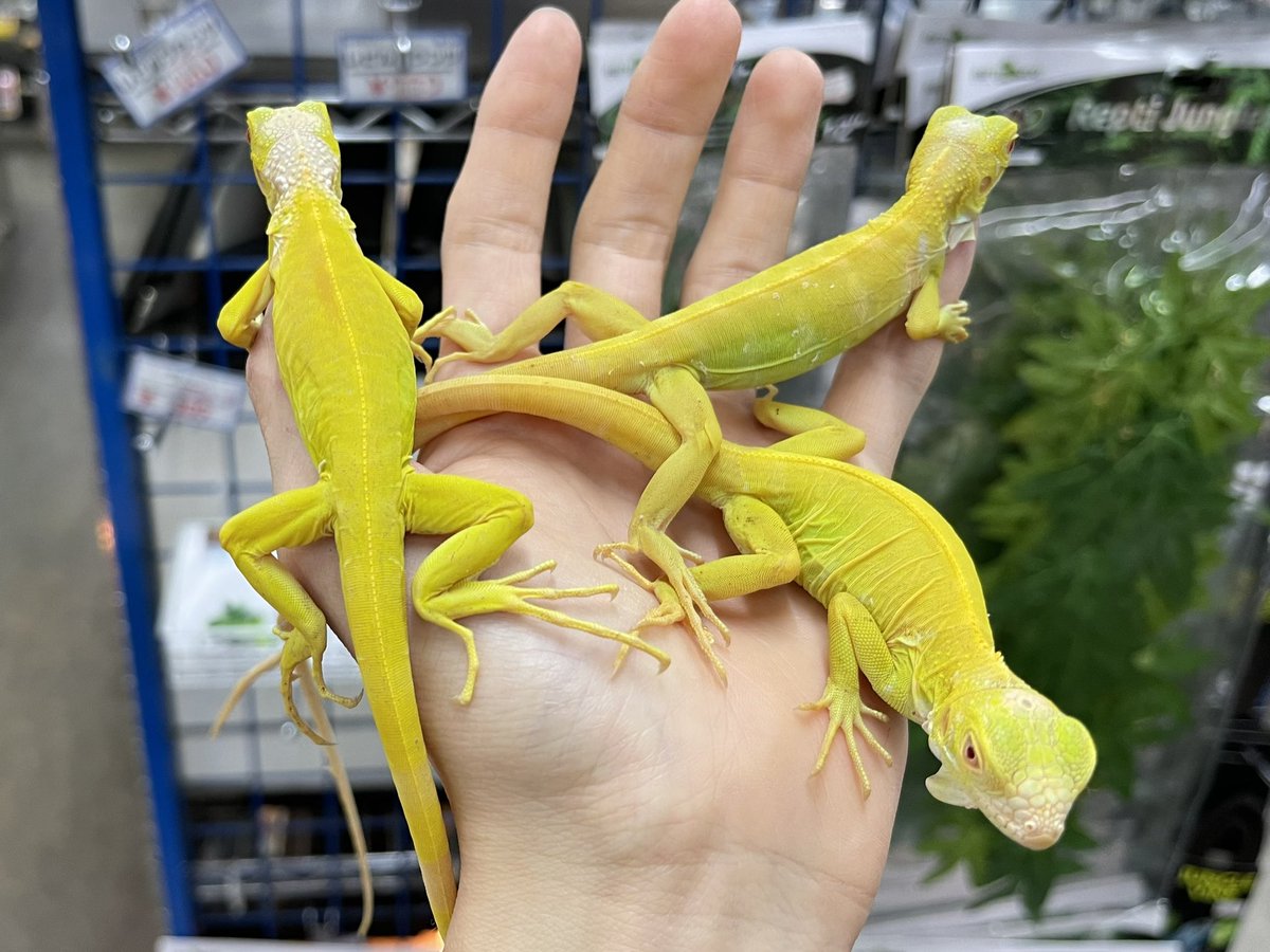 peponi_minato's tweet photo. 【新着生体】

#アルビノイグアナ

定番人気のイグアナが3匹入荷‼️

こちらもさっそく決算セール対象に！
お問い合わせお待ちしております！

#みなとペポニ https://t.co/2fzaCvJuyw