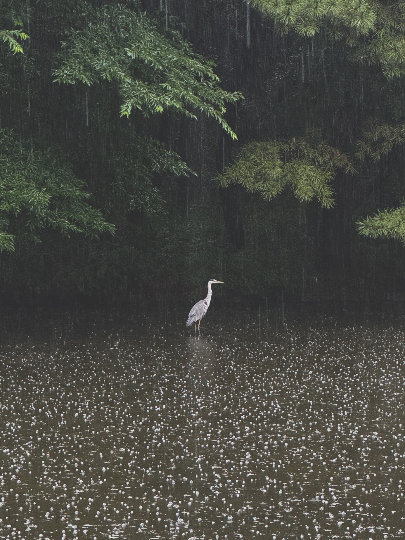 都立光が丘公園 on X: 
