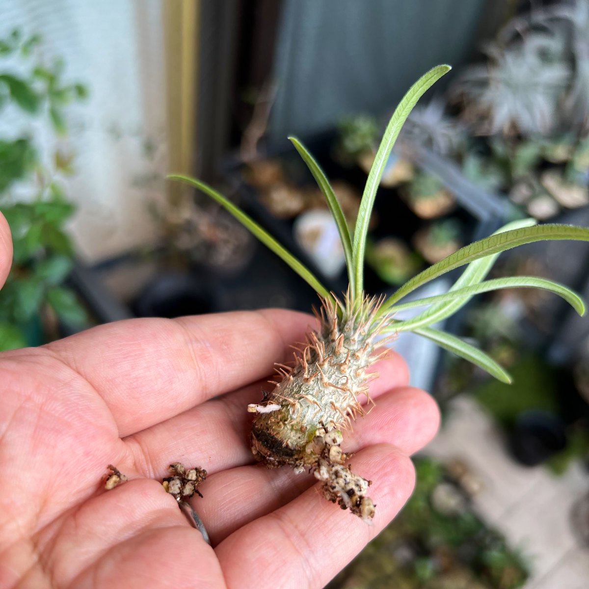 shumica_fufu's tweet photo. グラキリス枝挿し?発根してた🌱
これも太るんだろうか🤔
(ちなみにfrom #TBM2 で堀口さんから買った脇目出まくるタイプの実生グラキ) https://t.co/hcPZF8bGOX