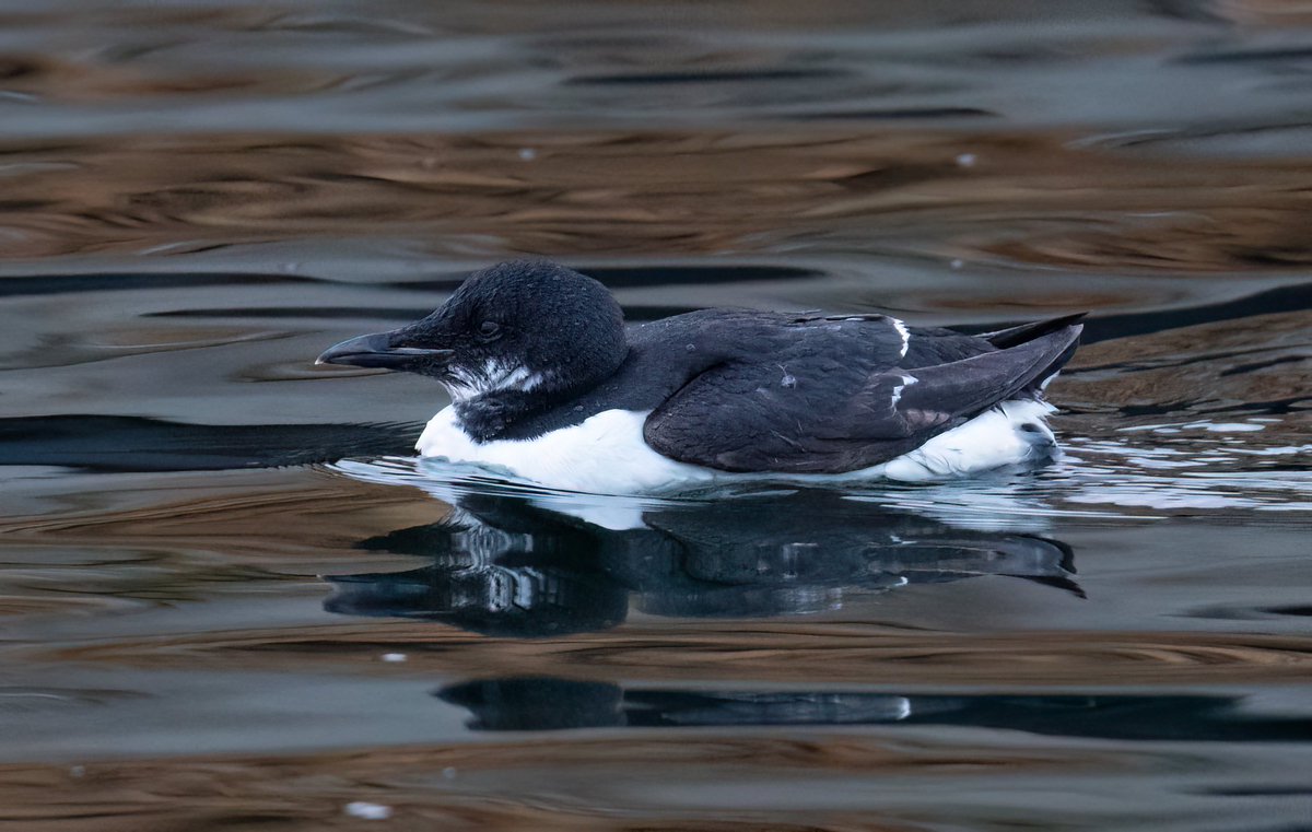 Chris Griffin tweet media