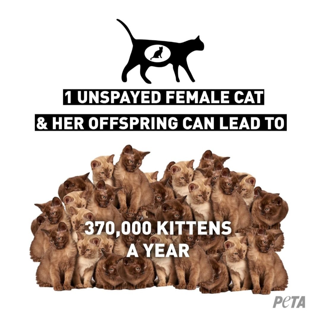 DanielleAnd15's tweet photo. It is with great urgency, we need to collect funds in order for Dr Prigge to be able to sterilise cats from feral colonies and also stray cats and dogs which are taken in at the clinic. 

Silverfields Veterinary Clinic
FNB branch code 250141
FNB : 62451359204
REF : Steri Drive https://t.co/13iiVCsuM4