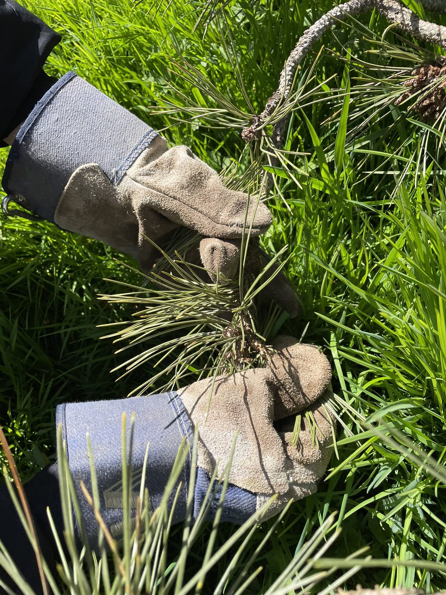 Andrea Wijayakoon Phillpotts (she/her) tweet media