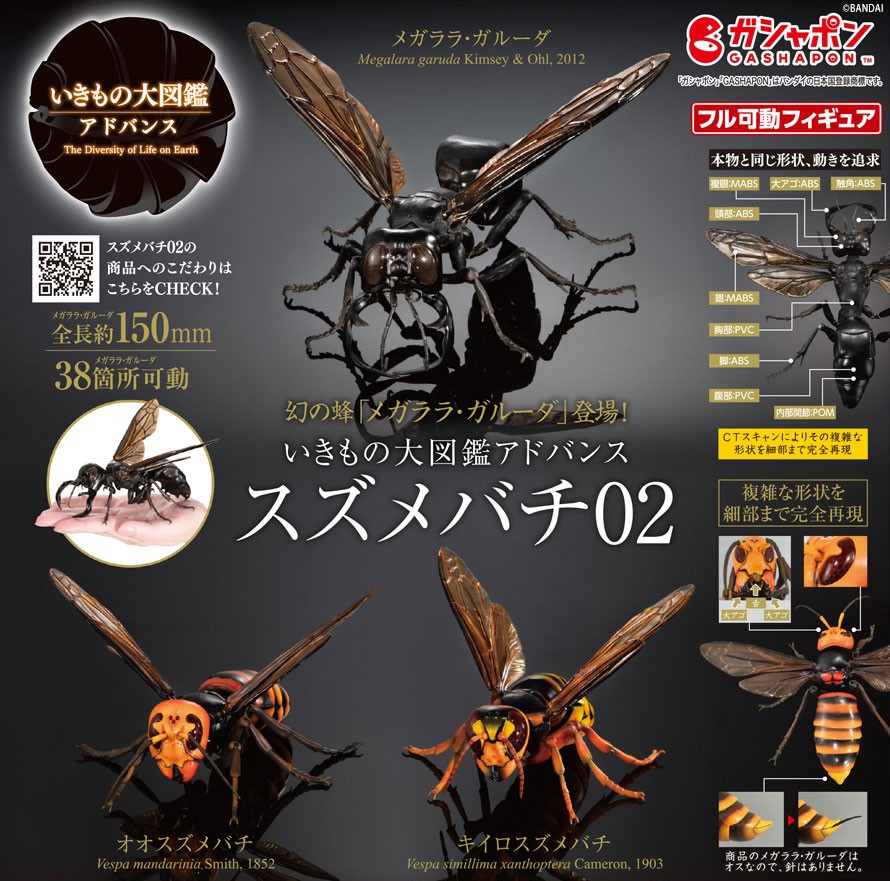 標本】「ハチの王様」 メガララ・ガルーダ 39mm Megalara