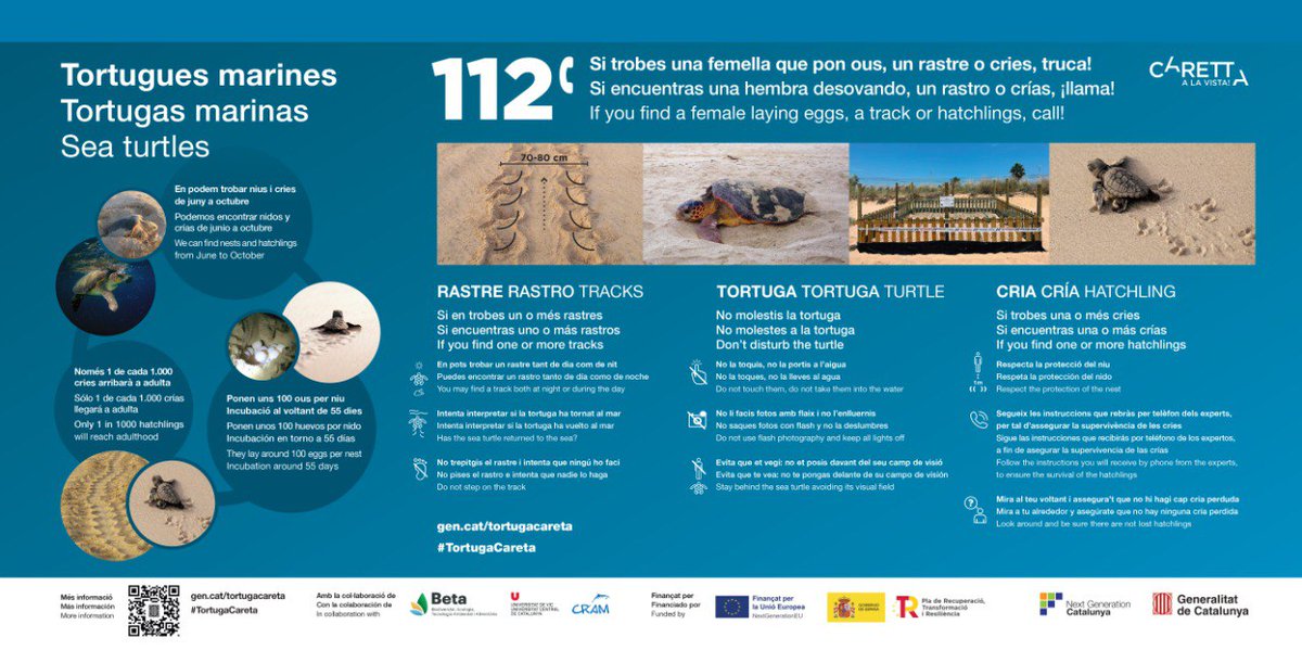 📢 Ja ha començat el període de nidificació de la tortuga careta a les nostres platges. 

📞 Si trobes una femella que pon ous, un rastre o nius, truca al 112. 

🌊🐢 Informa-te'n a gen.cat/tortugacareta i segueix aquestes recomanacions 👇👇