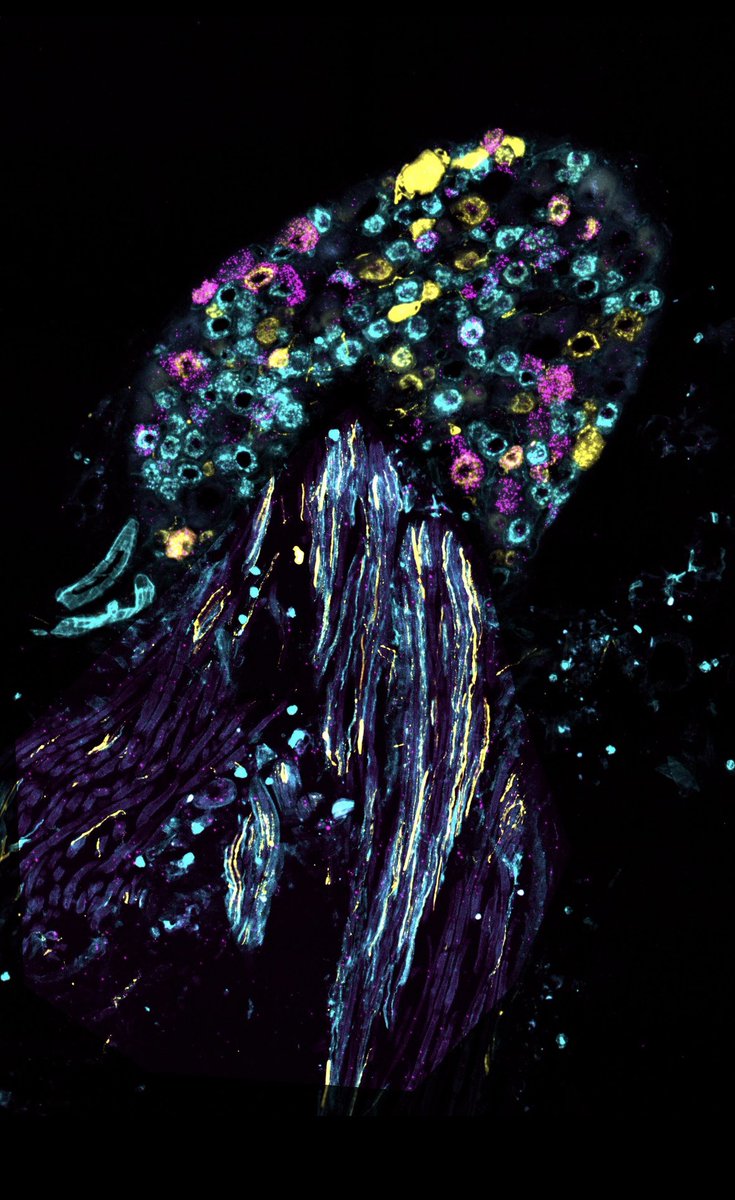 Amazing! Our image is in the top 10 best scientific images selected by the Federation of European Neuroscience Societies and will be exhibited during the <a href="/FENSorg/">FENS</a> Conference this month in Vienna!