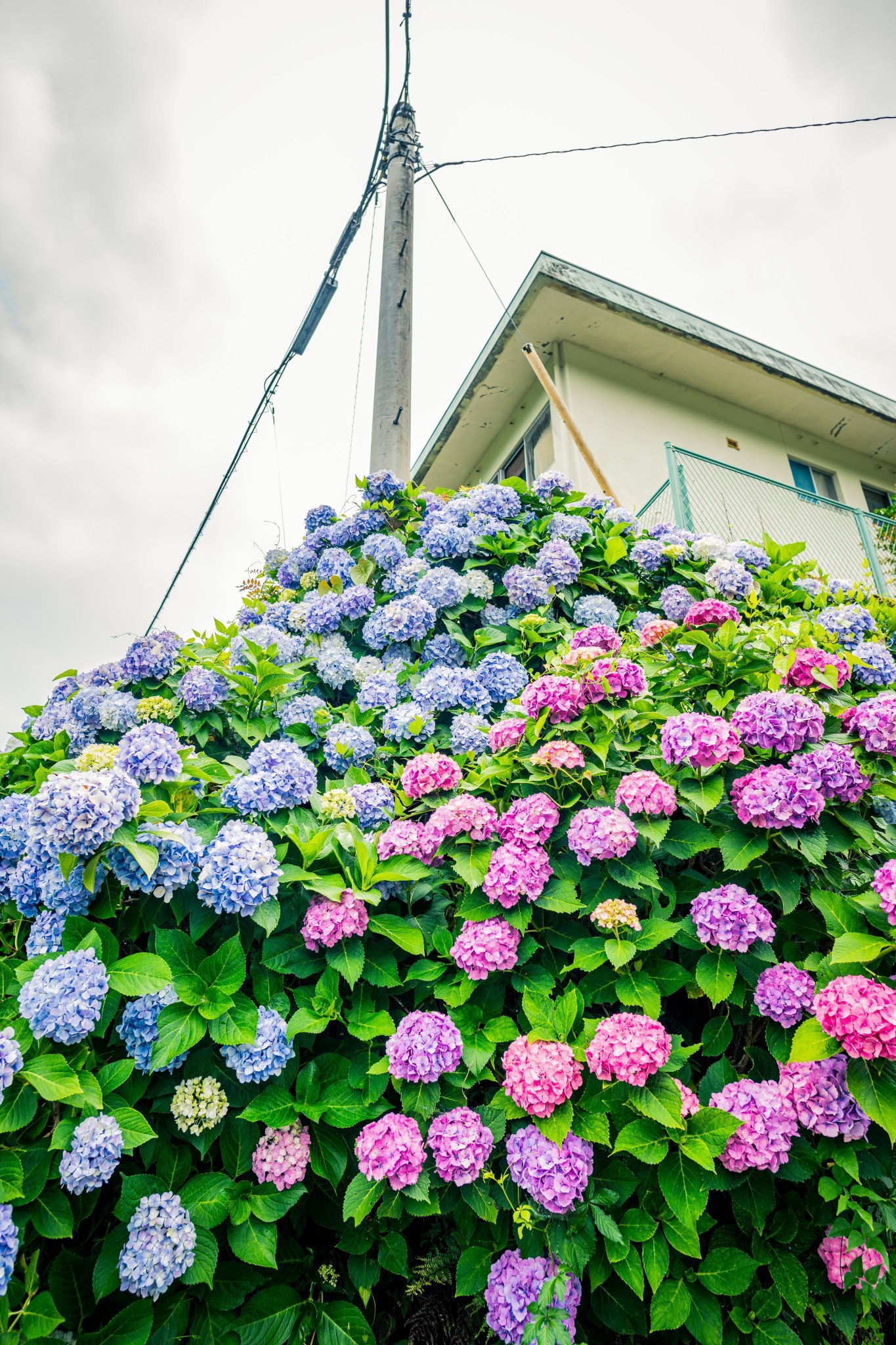 美空 限定MD 紫陽花の咲く道 imgrc0093853608.jpg