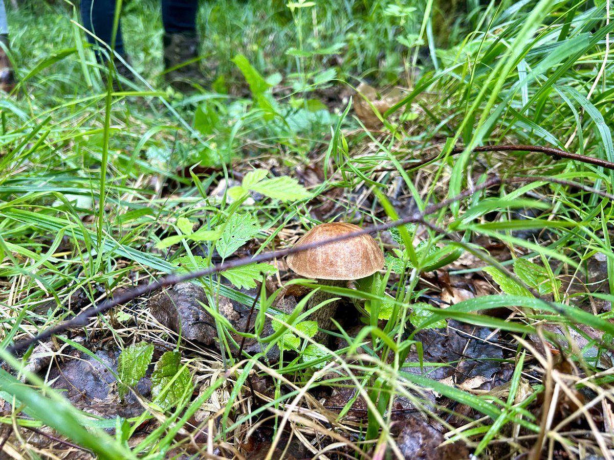 forest_04_'s tweet photo. 🌲 Sharing the most heartwarming moments from a tour of the best-managed forest in Lithuania in 2023 🌳

This particular event sparked a handful of insights, so check them out👇:
https://t.co/GAt4nrxwmC

#forests  #foresttech #LIFEproject #TransformingTomorrow #LIFEproject https://t.co/5WISf65NtA