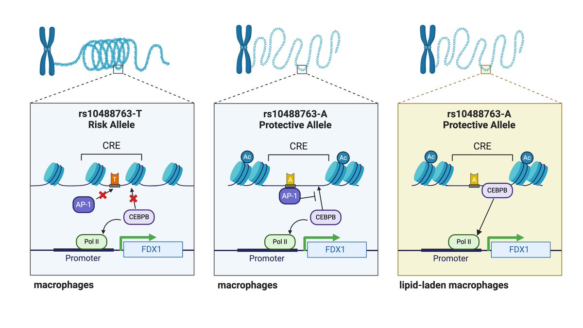 7/8 🎯 Mechanistically, we have shown that the transcriptional regulatory machinery for a CAD risk variant, rs10488763, is specifically activated in lipid-handling macrophages. Also, for the first time, we have implicated its target FDX1 as a disease gene for atherosclerosis!