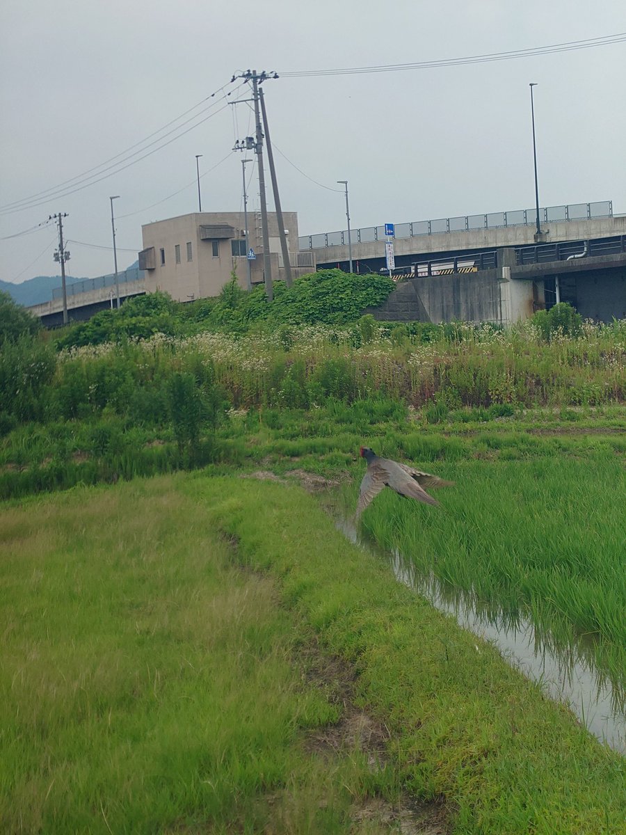Lei8125's tweet photo. 昼休みラン🏃
10.49(3.44/3.33/3.32)3.36/km
からの
キジくん見つけて鬼ごっこSTART❗
1分間の怒涛の鬼ごっこ楽しかった😝💪
追いつけなかった悔しさもあり
最後0.5km1.31(3.02/km)
マイプロ、バイタス、DHCのサプリに助けられてる✨
#garmin #running #筋トレ #マイプロテイン #DHC #VITAS #SL20 https://t.co/0zwwiRYC8b