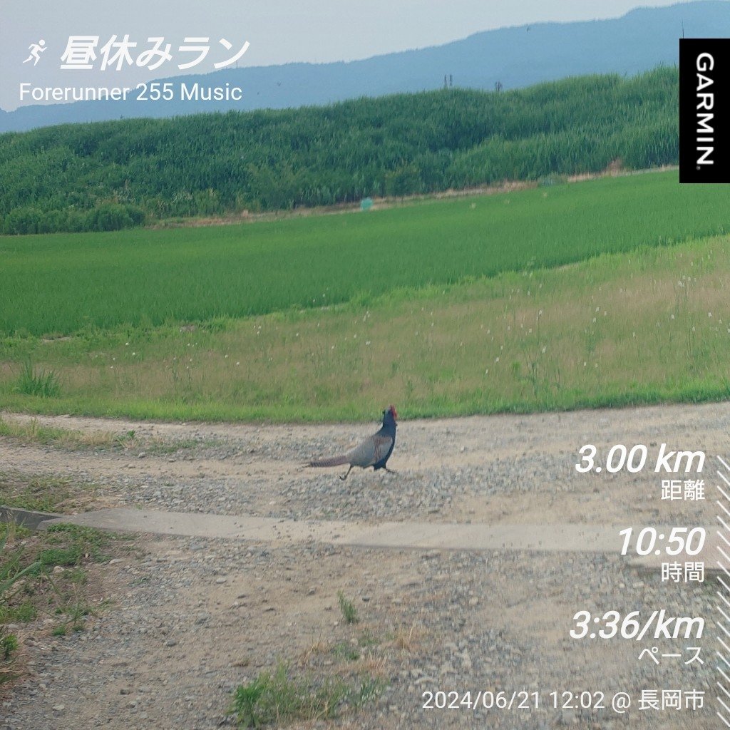 Lei8125's tweet photo. 昼休みラン🏃
10.49(3.44/3.33/3.32)3.36/km
からの
キジくん見つけて鬼ごっこSTART❗
1分間の怒涛の鬼ごっこ楽しかった😝💪
追いつけなかった悔しさもあり
最後0.5km1.31(3.02/km)
マイプロ、バイタス、DHCのサプリに助けられてる✨
#garmin #running #筋トレ #マイプロテイン #DHC #VITAS #SL20 https://t.co/0zwwiRYC8b