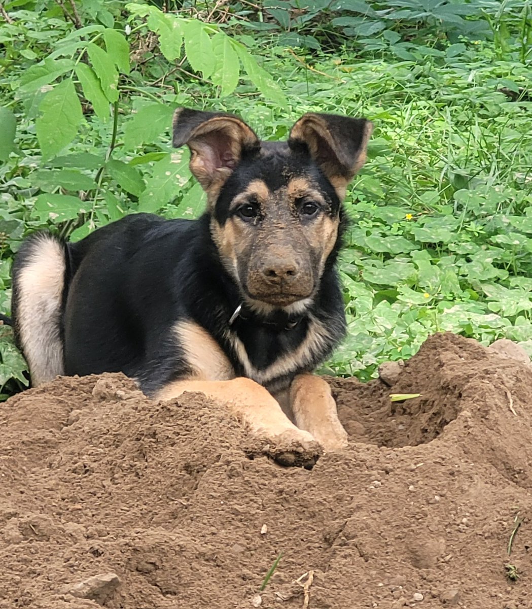 Someone in his element helping with irrigation digs! #happypuppy