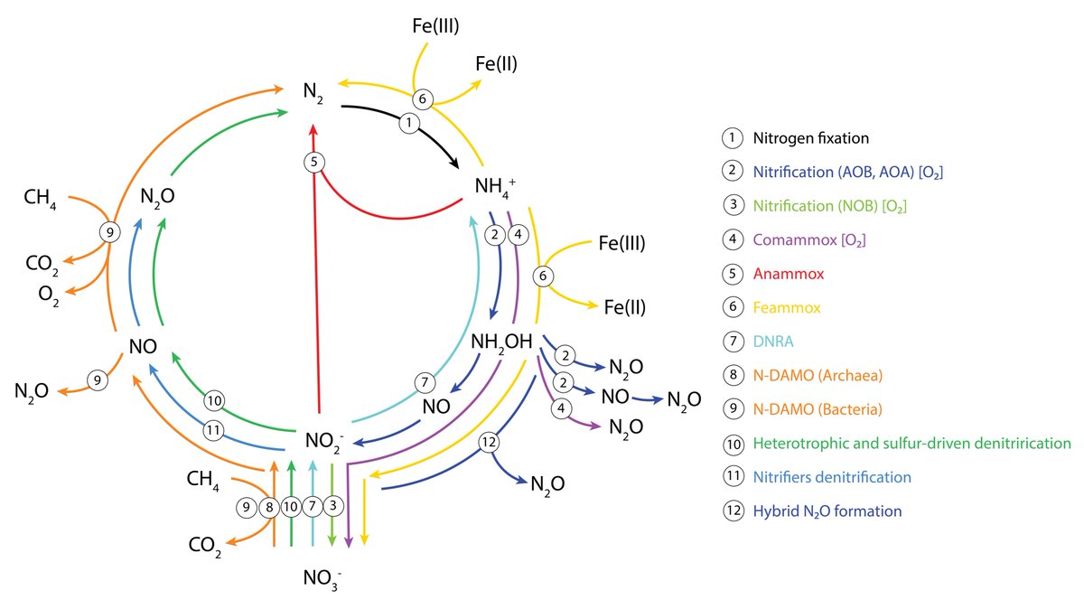 DarioRShaw's tweet photo. Future directions in microbial nitrogen cycling in wastewater treatment

https://t.co/sr25DzvlDB https://t.co/r0T0uy5ydu