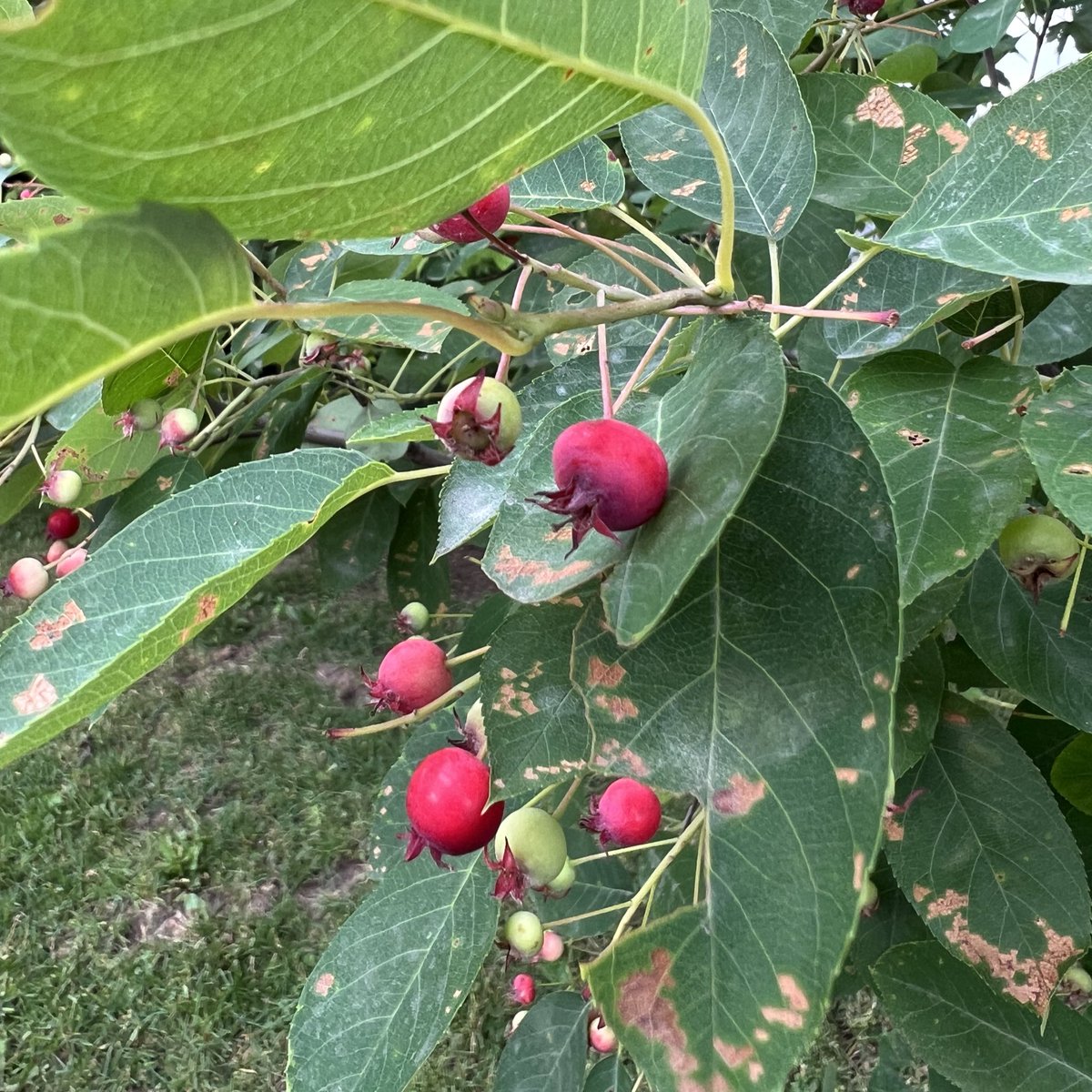 Did a little foraging on the morning dog walk—can confirm the Serviceberries / Amelanchiers are ripe. Betty and Bruce got some too and they agree: delicious!