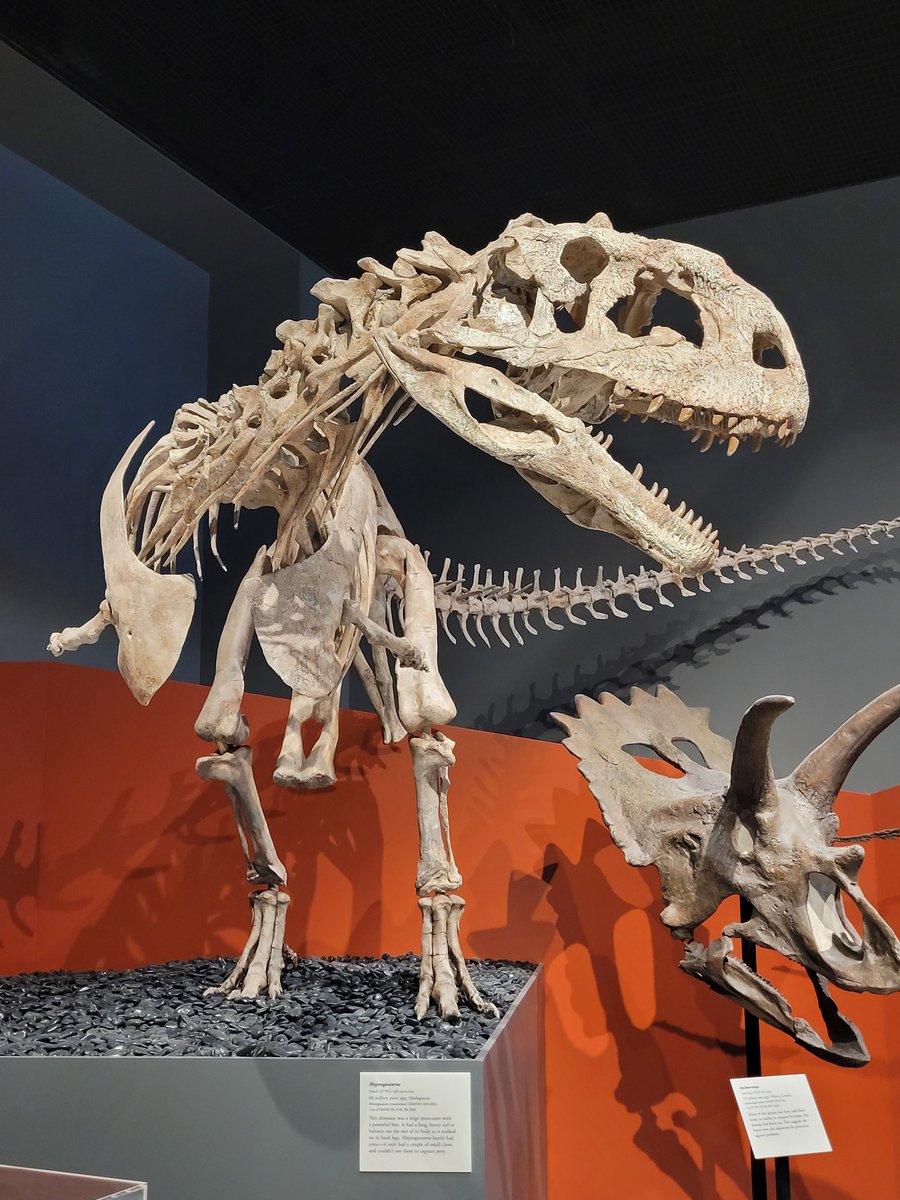 TomHoltzPaleo's tweet image. #FossilFriday #FossilFridayAtoZ the Cretaceous abelisaurid Majungasaurus @UMMNH #NAPC2024