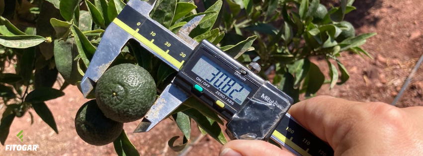 Fitogar_'s tweet photo. 📢 Queda oficialmente inaugurado el verano, y nuestros cultivos lo saben 😎

Igual que las personas nos preparamos para disfrutar del verano, las plantas deben de estar perfectamente nutridas para lucir bellas durante el periodo de engorde. https://t.co/dm2VkUZBfc