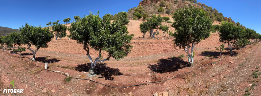 Fitogar_'s tweet photo. 📢 Queda oficialmente inaugurado el verano, y nuestros cultivos lo saben 😎

Igual que las personas nos preparamos para disfrutar del verano, las plantas deben de estar perfectamente nutridas para lucir bellas durante el periodo de engorde. https://t.co/dm2VkUZBfc