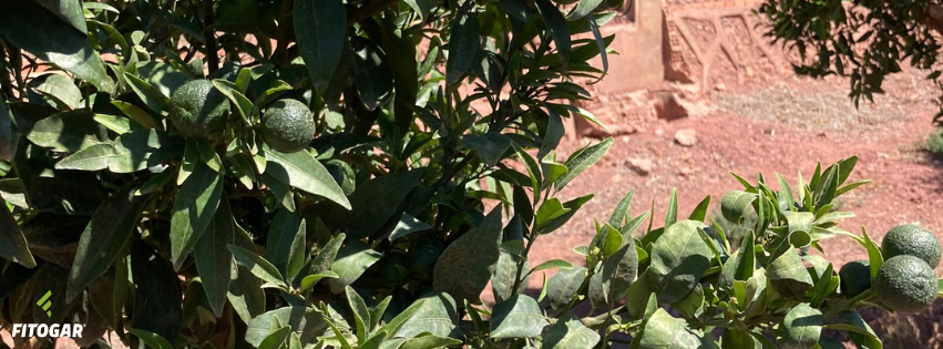 Fitogar_'s tweet photo. 📢 Queda oficialmente inaugurado el verano, y nuestros cultivos lo saben 😎

Igual que las personas nos preparamos para disfrutar del verano, las plantas deben de estar perfectamente nutridas para lucir bellas durante el periodo de engorde. https://t.co/dm2VkUZBfc