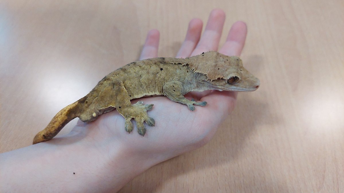 FHSComputingClub (@fhscodeclub) on Twitter photo Pupils are meeting a range of exotic animals in their Bugs n' Beasts sessions forbrewards day. <a href="/FHS_Success/">FHSCelebrateSuccess</a> <a href="/FalkirkHigh/">Falkirk High School</a> #weareFHS Pupils are meeting a range of exotic animals in their Bugs n' Beasts sessions forbrewards day. <a href="/FHS_Success/">FHSCelebrateSuccess</a> <a href="/FalkirkHigh/">Falkirk High School</a> #weareFHS