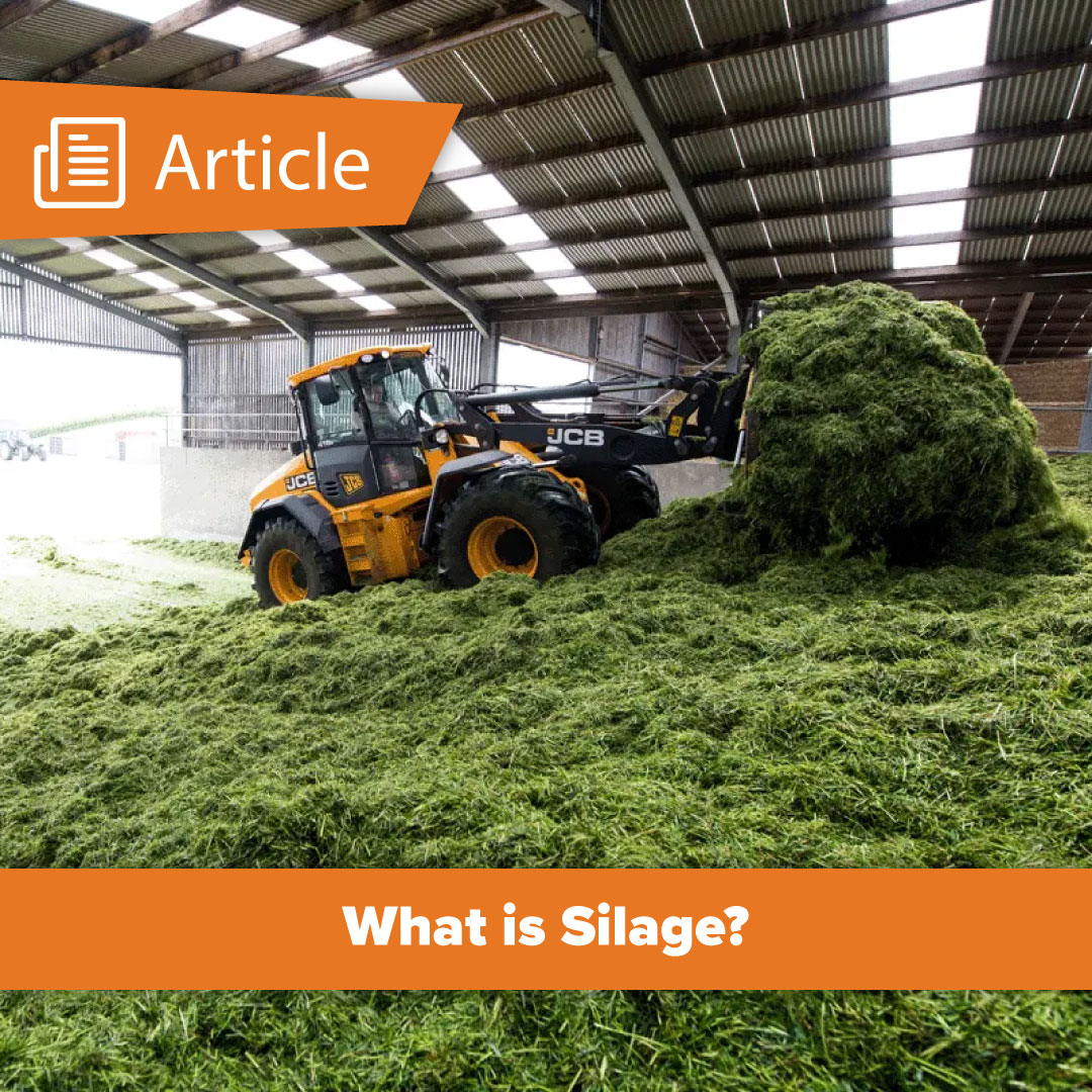 Curious about silage and its role in modern agriculture? Check out our latest article to explore the process of making high-quality silage and discover crucial steps for preservation. Read here: ow.ly/6KY050S75NJ

#silage #dairyfarming #sustainablefarming #agriculture