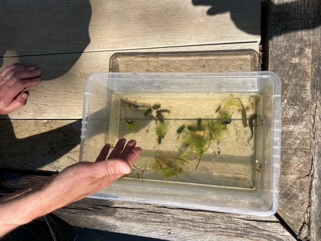 KingHenrysWalkGarden tweet media