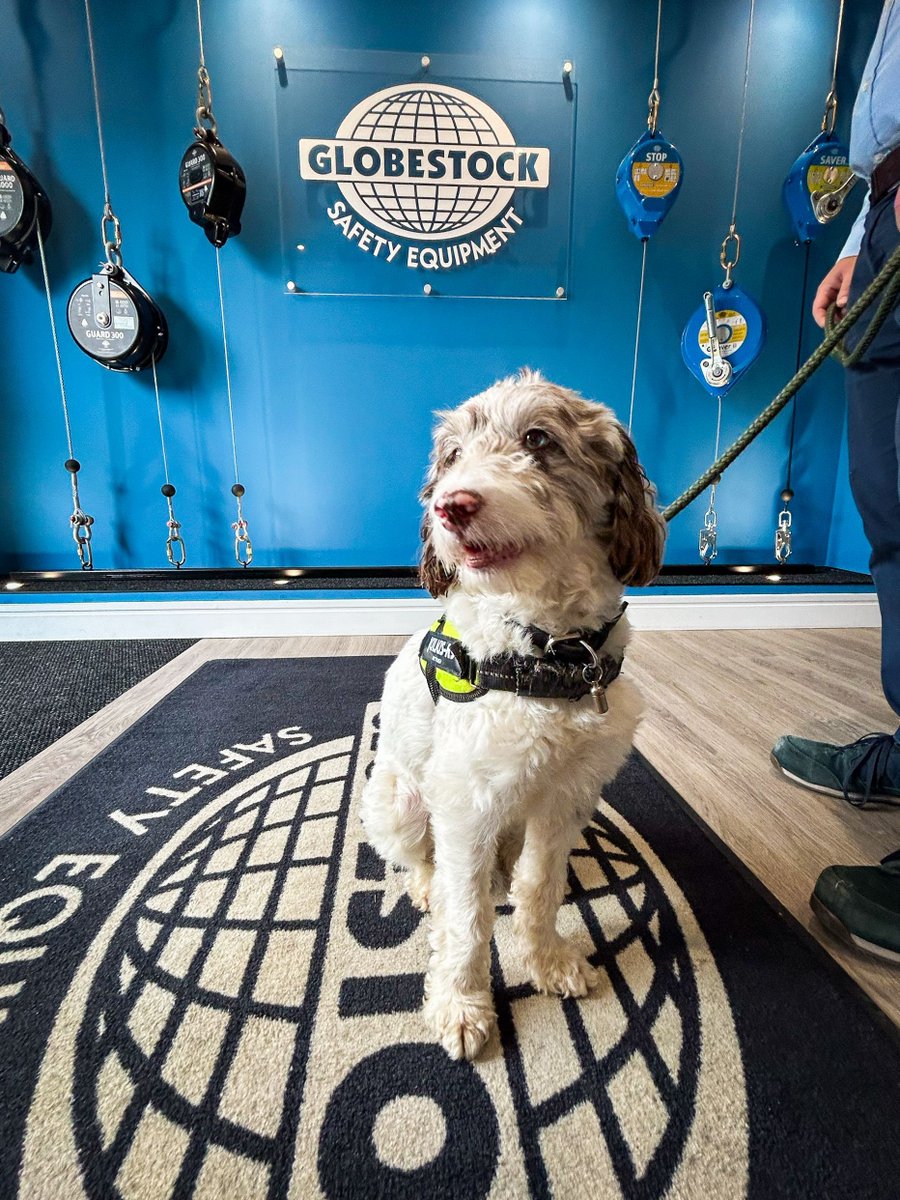 Today at Globestock Safety and Guard Load Arrest we are celebrating "Bring our dog to work day"! 
 
While we take our job of ensuring top-notch safety products seriously, Freckle is here to remind us that a little joy goes a long way in creating a positive workplace.