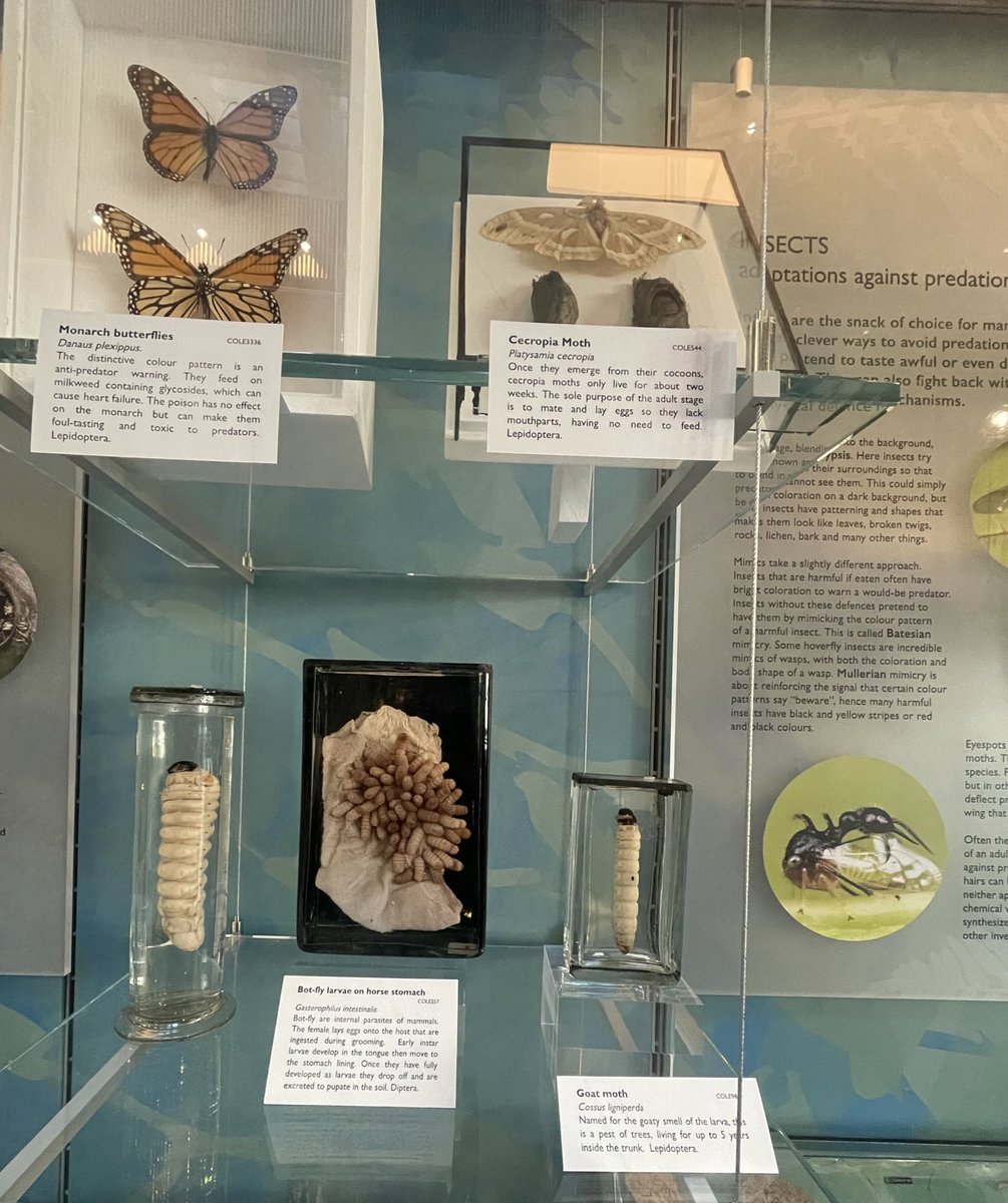 Dr Erica McAlister tweet media