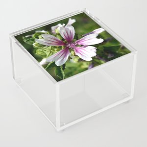 TaicheTees's tweet photo. Zebra Mallow Flower #AcrylicBox #taiche #society6 #zebrina #plants #plantsofinstagram #plantlover #plantsmakepeoplehappy #plantlove #plantparent #plantmom #plant #plantlady #plantaddict https://t.co/ynZZgc6FyH https://t.co/YznzUmJyAo