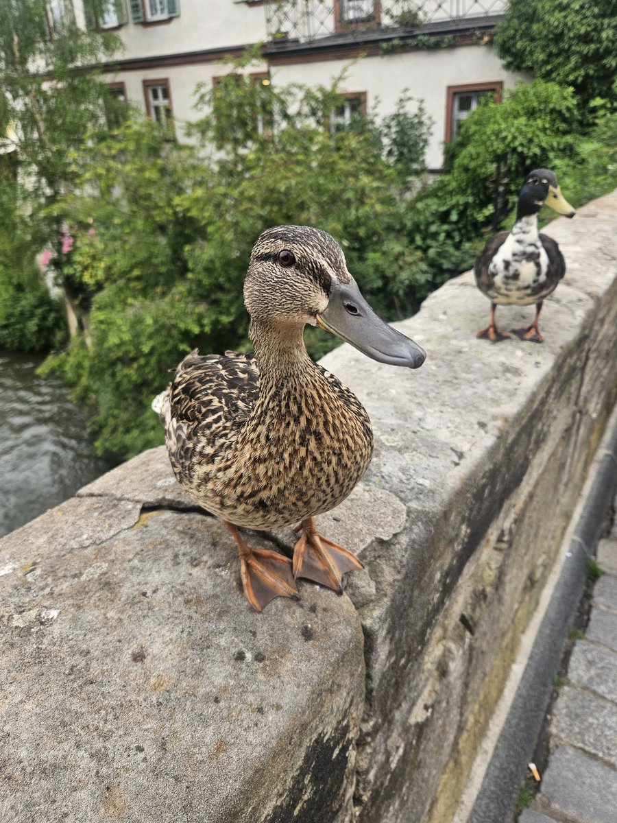 I forgot to mention that we did meet a new friend in Bamberg. She was very interested in our ice cream!
#fzgermanytrip2024

<a href="/fzefrau/">Frau WeigeltFerguson</a> 
<a href="/gomitgodsil/">Herr Godsil</a> 
<a href="/FrauVanJura/">Frau Van Jura</a>