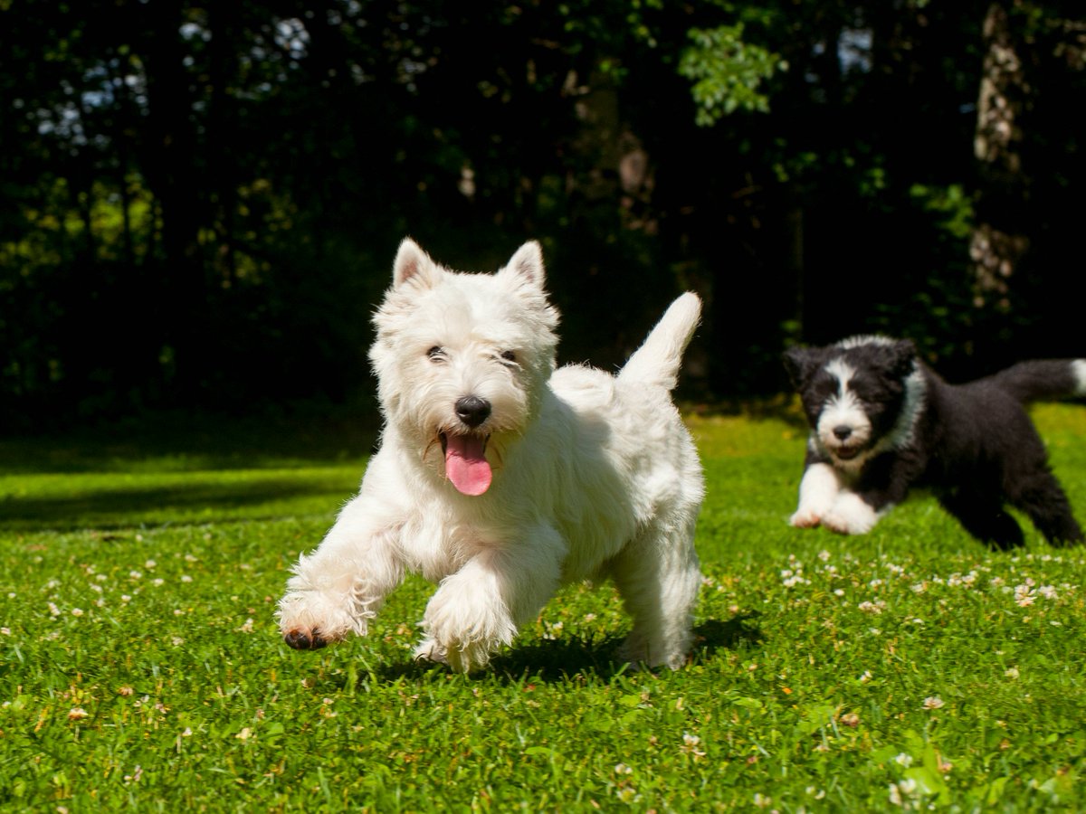 Suomen Kennelliitto tweet media