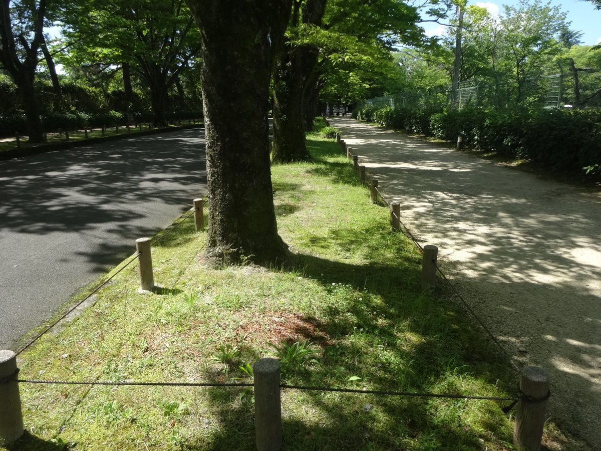 kyoto_botagrdns's tweet photo. 夏至の今日、ビークは過ぎましたがけやき並木の根本では野生のネジバナが数多くみられます。色はピンクで右巻きのらせん状に咲いています。通説によると右巻きと左巻きは半々の出現確率ですが、ここでは左巻きや巻かないものが多いように思われます。ロープ内に入らず観察してください。 https://t.co/w2GUMuwf5L
