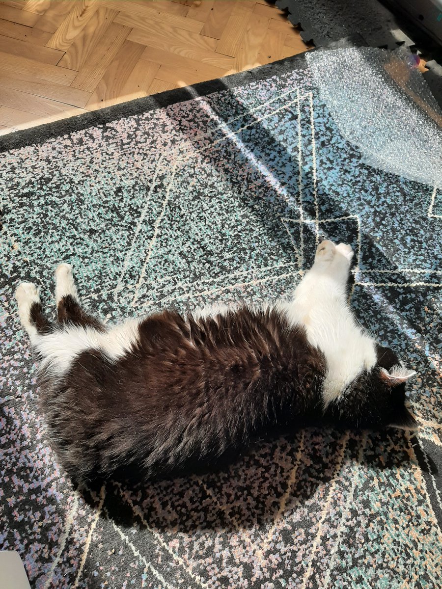 CatGirlKimchi's tweet photo. Many people don't like it but this is how purrfect summer body looks like 😸 (also where is my tail?)
#kimchi #catsfunny #CatsOnTwitter #CatsOfTwitter #CatsOnX #catstwitter https://t.co/TJkmz1SBXo