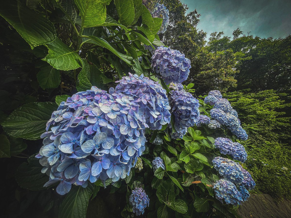 BaseMiura's tweet photo. 梅雨到来の三浦ですが、城ヶ島公園の紫陽花が満開を迎えました。

いしいしんじさんが
「晴れた日の三崎は世界一のまち」
と言ったけれど、人が少ない雨の日の三崎もまた良いのである。
静かな街、
猫が雨宿りをしながら空を見上げて太陽を探し、飲食店では地元の方がしっぽりと瓶ビールを開ける。 https://t.co/tACb5S6We6