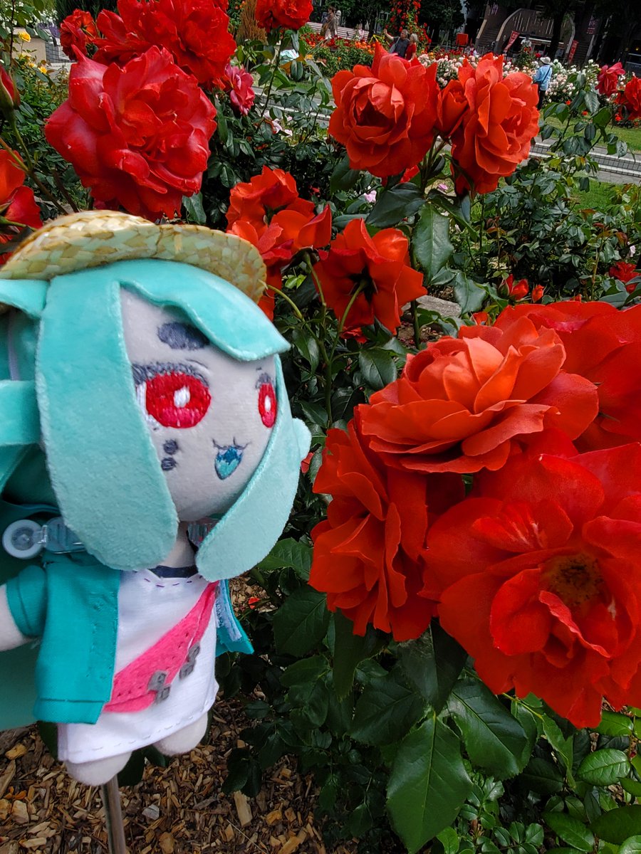 ikaruga218's tweet photo. 大通公園のバラ見てきました🌹
見頃ちょい過ぎ11 分咲きって感じ。見事でした！
ﾄｶﾘﾁｬﾝのおめめと同じ色してるね
それはホットココアって名前のバラだって。甘い匂いするかな？ https://t.co/BdoTwrckZA