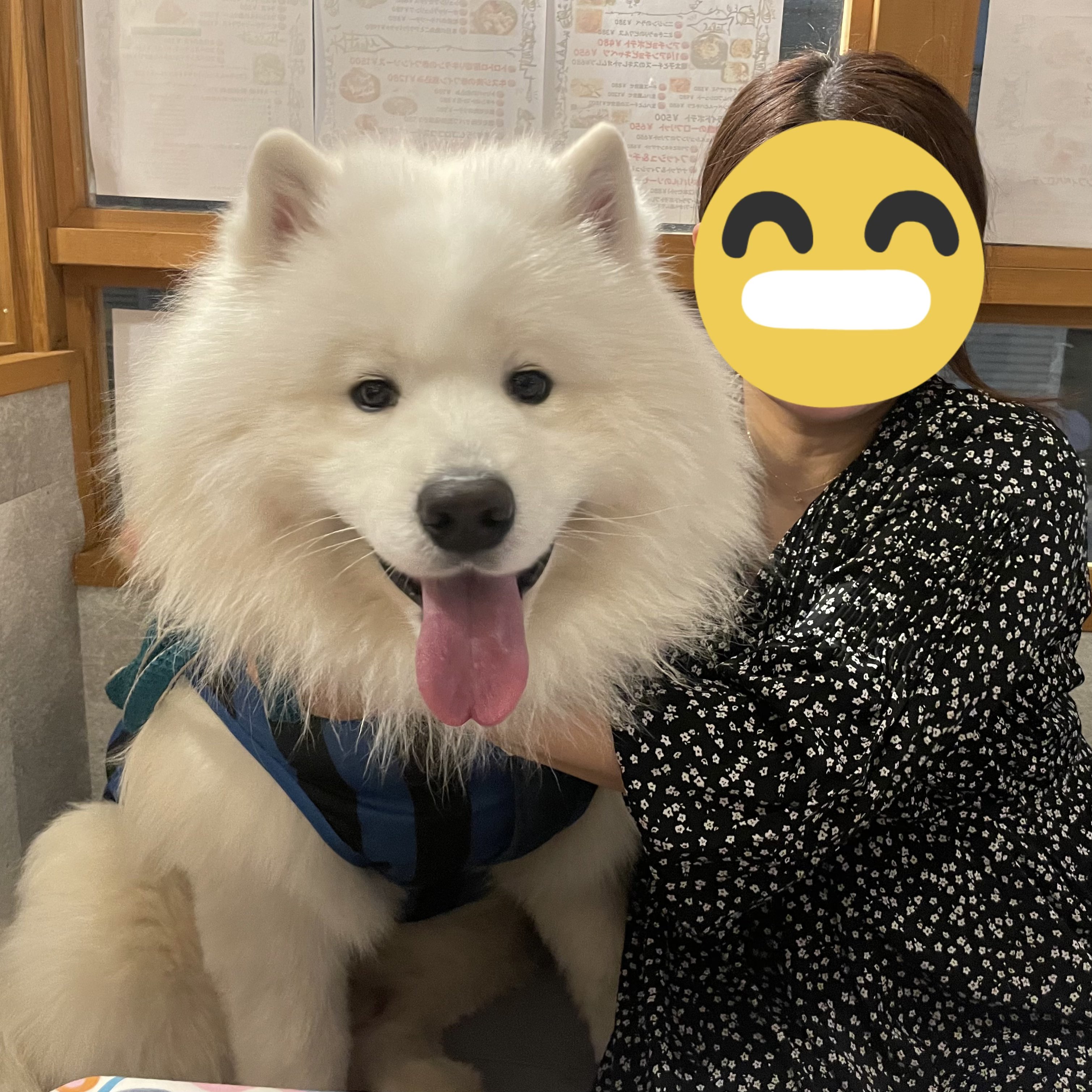 サモエド samoyed ファーコート samoyed サモエド ファーコート 【公式通販】