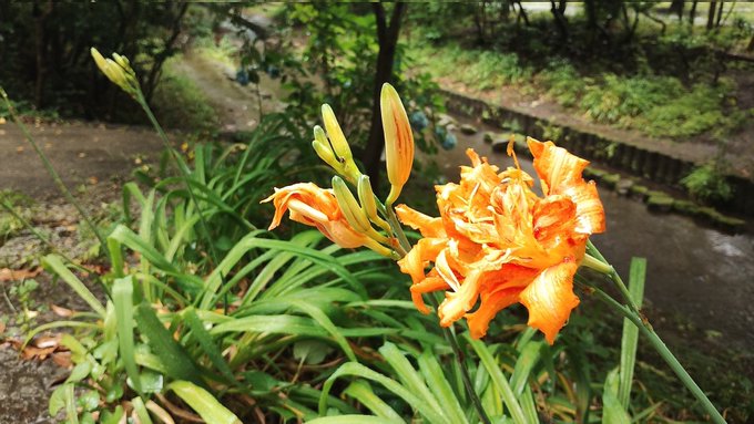 ものざみし 夏至の陽炎 想ひ出の 
寄る辺は今や 梅雨に流れて