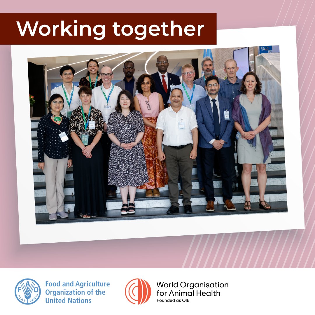 Interesting discussions of the Foot-and-Mouth Disease (#FMD) Working Group under the Global Framework for Progressive Control of Transboundary Animal Diseases (#GFTADs).

International experts met to brainstorm on global control efforts and set key priorities for future action.
