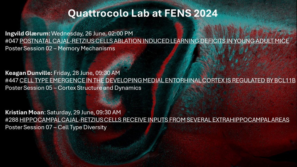 The #QuattrocoloLab will be at #FENS2024! If you, like us, are interested in circuit development, the hippocampal formation, and, of course, #CajalRetzius cells, just drop by our posters as we have a lot to show you! <a href="/KISNeuro/">Kavli Neuroscience</a>