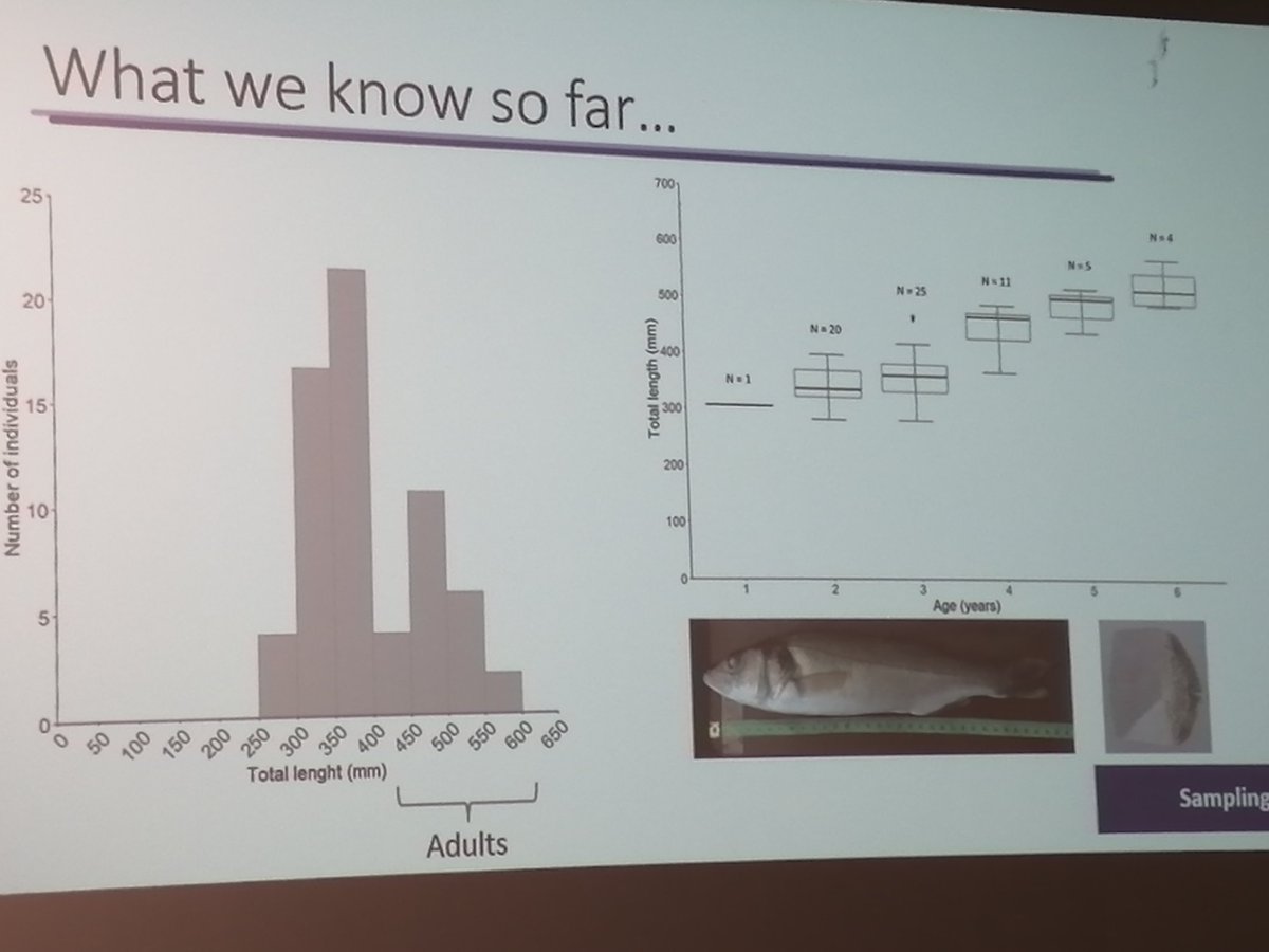 FishInvasionLab's tweet photo. Great work done by PhD student @rtpalmeida @sibic2024 describing the occurrence of sea bass adults in Tagus river 150km upstream in freshwater environments. Glad that we could participate. @MAREscience  check out our paper "Not so much a sea bass" at Journal of Fish Biology https://t.co/uwaPVUM9Jz