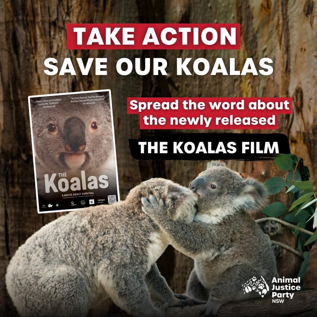 AJPNSW's tweet photo. 👊 Advocate for the new 
#TheKoalasfilm to be shown at your local cinema!
Featuring our very own AJP member &amp; City of Campbelltown councillor, Matt Stellino ...
The wake-up call needs to be seen far &amp; wide.
https://t.co/s52p2HneV3
👉 Use our templates:
https://t.co/GUP6JXqUla https://t.co/V6YUrAQ3a6