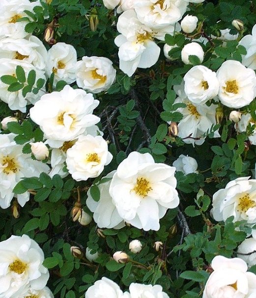 Tuo ruusun kukka, herkkä valkoinen.
Taas aikaan juhannuksen meidät vie.
Sen suoma perinne on ikiaikainen,
sen pihaan isoäiti istuttanut lie.
Se kukkii jälleen aidan reunustalla
täällä meidän mökin pihamaalla.
Mitä upeinta Juhannusta teille kaikille 💕